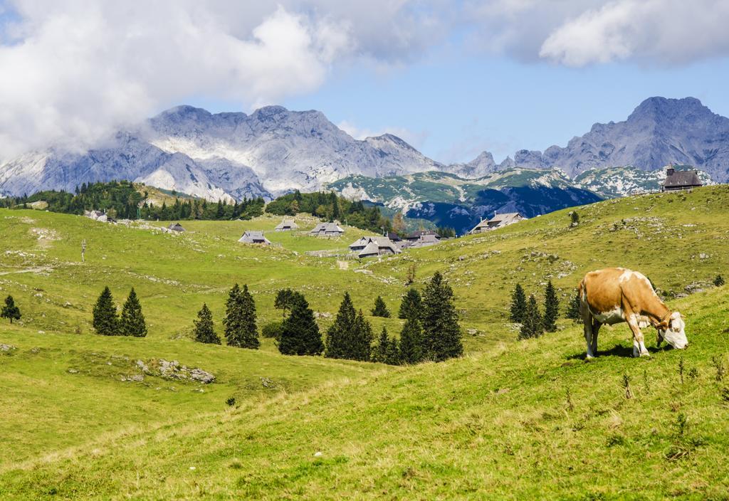 Chalet Tisa Velika Planina Stahovica 客房 照片
